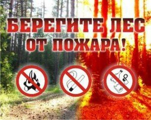 памятка лес